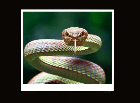 Mơ thấy rắn khổng lồ đánh con gì