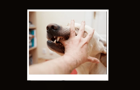 Mơ thấy bị chó cắn là điềm báo gì ?