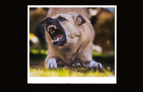 mơ thấy chó cắn đánh con gì