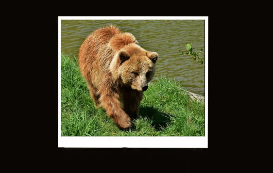 Điềm báo khi mơ thấy gấu