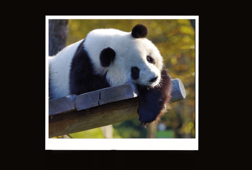 mơ thấy gấu đánh con gì