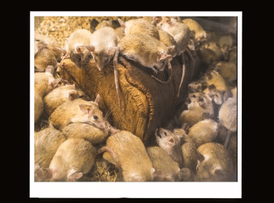 Mơ thấy nhiều chuột: Ý nghĩa và luận giải 1 Mơ thấy nhiều chuột