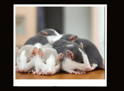 Mơ thấy nhiều chuột: Ý nghĩa và luận giải 2 mơ thấy nhiều chuột đánh con gì