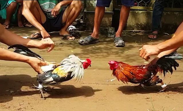 Đá gà miền Đông địa điểm cho dân cá độ đá gà 2 Các hình thức đá gà phổ biến tại miền Đông