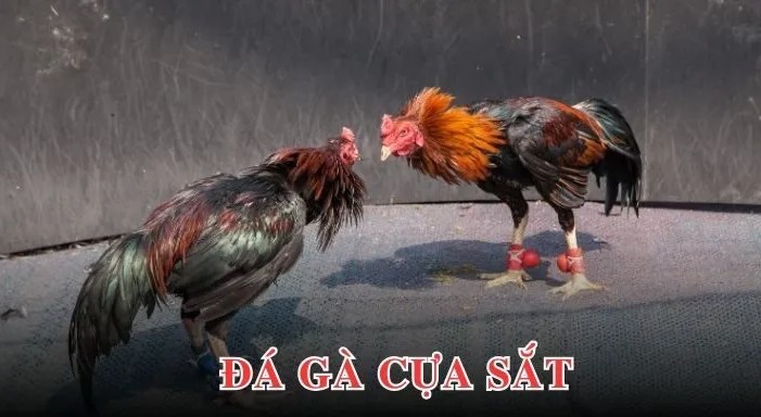 Đá gà cựa sắt miền Tây nét độc đáo vùng sông nước 9 Đá gà cựa sắt miền Tây nét độc đáo vùng sông nước