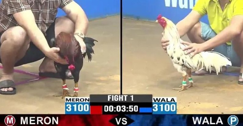 Đá gà trực tiếp online xem trận đấu chân thực 8 Đá gà trực tiếp online xem trận đấu chân thực