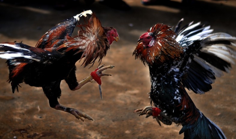 Đá gà cựa sắt miền Tây nét độc đáo vùng sông nước 2 Kinh nghiệm nuôi và huấn luyện gà đá cựa sắt miền Tây