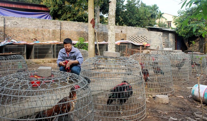 Kỹ thuật nuôi gà chọi từ các cao thủ làng gà 6 Kỹ thuật nuôi gà chọi từ các cao thủ làng gà