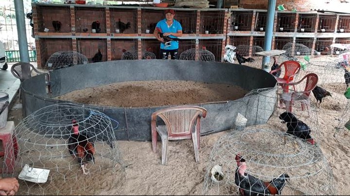 Kỹ thuật nuôi gà chọi từ các cao thủ làng gà 2 Kỹ thuật nuôi gà chọi từ các cao thủ