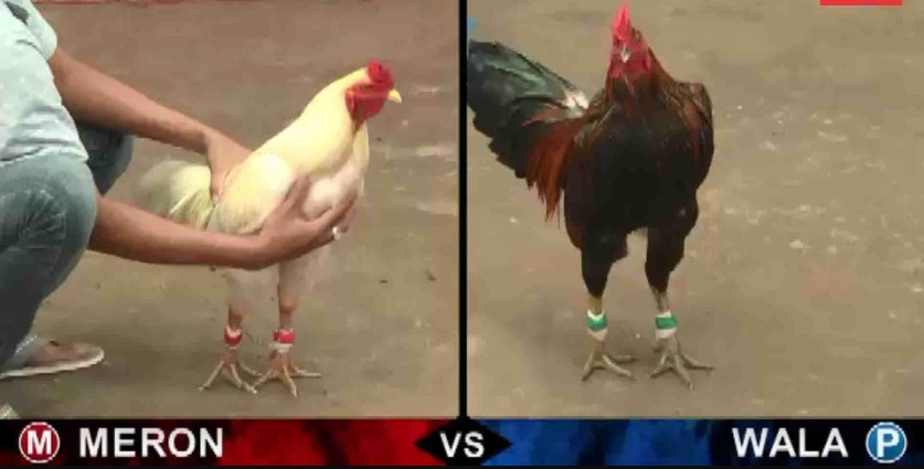 Đá gà trực tiếp online xem trận đấu chân thực 2 Lợi ích của việc xem đá gà trực tiếp online