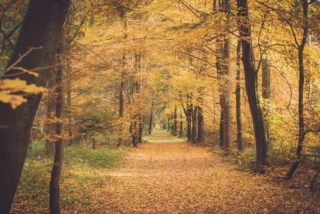 Mơ thấy mùa thu vàng – Điềm lành hay dữ? 2 Mơ thấy mùa thu vàng đánh số mấy?