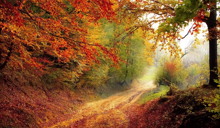 Mơ thấy mùa thu vàng – Điềm lành hay dữ?