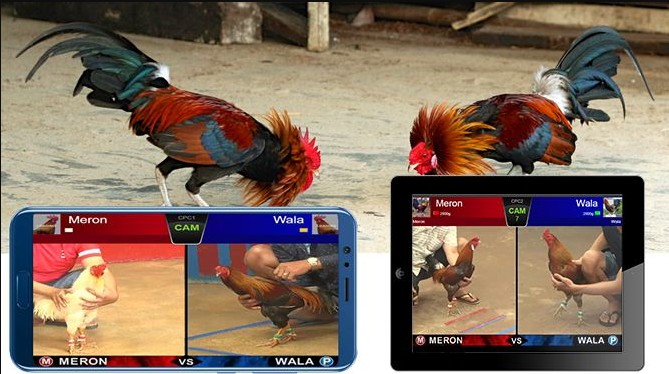 Rủi ro tiềm ẩn khi tham gia cá độ đá gà ăn tiền